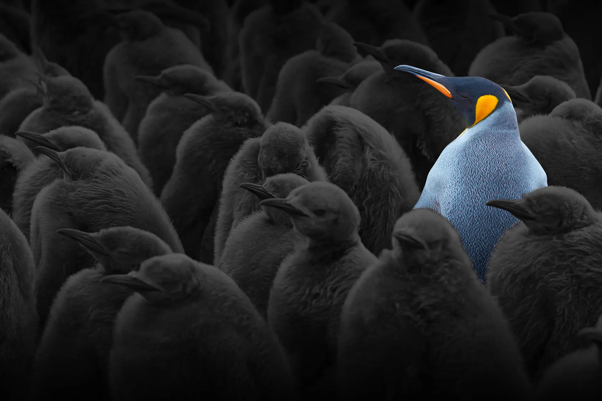 An Emperor penguin stands out in a waddle of grey fledging penguins.